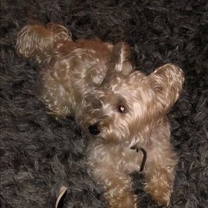 Meet your Posher, Tondy